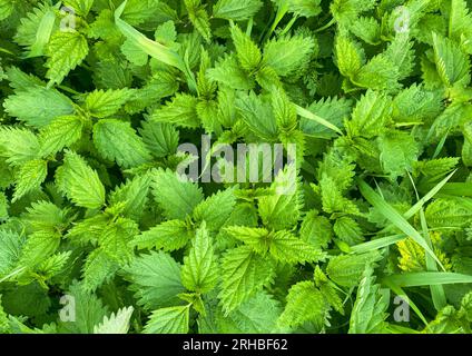 Foto macro di ortica verde. Sfondo verde ortica. Foglie di ortica verde fresche. Motivo botanico. Spessore di ortiche. Foto Stock