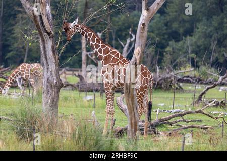 L'incredibile giraffa gigante è mangiare nell'albero. La meravigliosa giraffa è passeggiare nella natura. Foto Stock