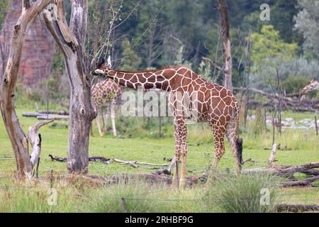 L'incredibile giraffa gigante è mangiare nell'albero. La meravigliosa giraffa è passeggiare nella natura. Foto Stock