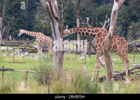 L'incredibile giraffa gigante è mangiare nell'albero. La meravigliosa giraffa è passeggiare nella natura. Foto Stock