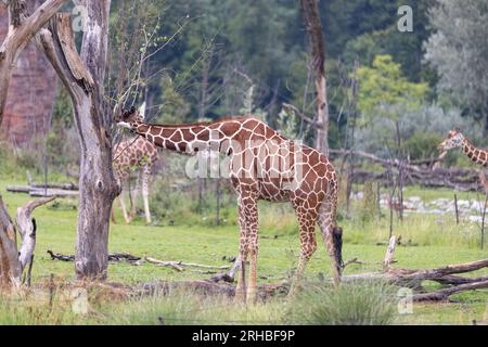 L'incredibile giraffa gigante è mangiare nell'albero. La meravigliosa giraffa è passeggiare nella natura. Foto Stock