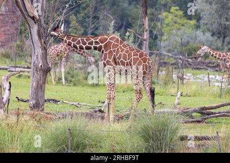 L'incredibile giraffa gigante è mangiare nell'albero. La meravigliosa giraffa è passeggiare nella natura. Foto Stock