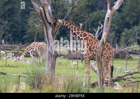 L'incredibile giraffa gigante è mangiare nell'albero. La meravigliosa giraffa è passeggiare nella natura. Foto Stock