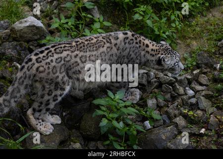 Il meraviglioso leopardo delle nevi si rilassa sulla roccia e cerca cibo. Un animale maestoso con un'incredibile pelliccia. Bella giornata con i leopardi della neve. Foto Stock