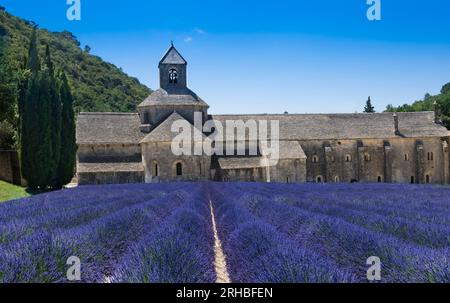 File di lavanda di fronte all'abbazia di Sénanque. Gordes, Vaucluse, Provence-Alpes-Côte d’Azur, Francia. Foto Stock