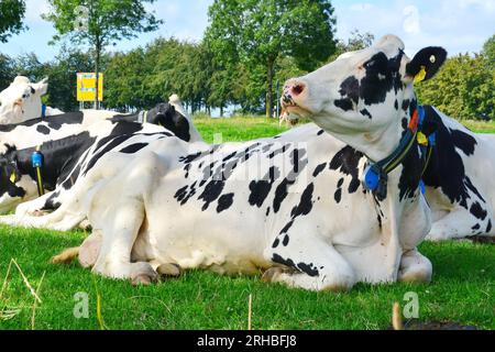 I bovini bianchi e neri sono bovini allevati per la capacità di produrre grandi quantità di latte. Foto Stock
