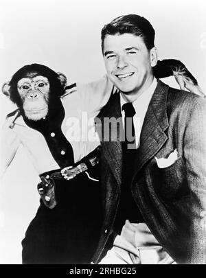 Hollywood, California: 1951 Una ripresa promozionale di Ronald Reagan e Bonzo lo scimpanzé per il film, 'Bedtime for Bonzo'. Foto Stock