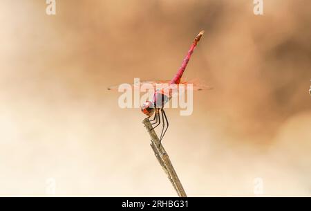 Ampia scarlet, comune scarlet-darter, scarlet darter, Crocothemis erythraea, dragonfly, Andalusia, Spagna. Foto Stock