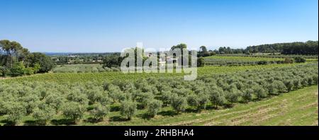 Winegrowingat e oliveto nella regione delle Alpilles a St Rémy de Provence. Buches du Rhone, Provenza, Francia. Foto Stock