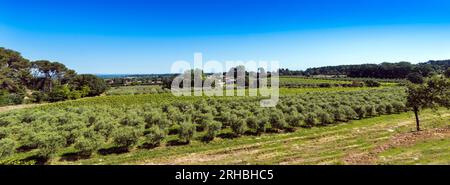 Winegrowingat e oliveto nella regione delle Alpilles a St Rémy de Provence. Buches du Rhone, Provenza, Francia. Foto Stock