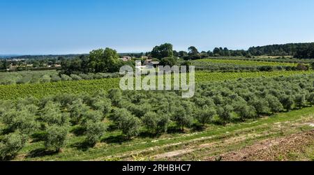 Winegrowingat e oliveto nella regione delle Alpilles a St Rémy de Provence. Buches du Rhone, Provenza, Francia. Foto Stock