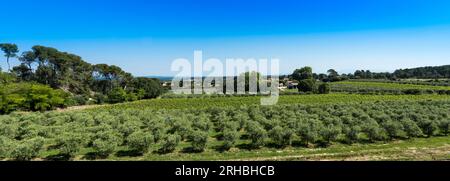 Winegrowingat e oliveto nella regione delle Alpilles a St Rémy de Provence. Buches du Rhone, Provenza, Francia. Foto Stock