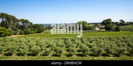 Winegrowingat e oliveto nella regione delle Alpilles a St Rémy de Provence. Buches du Rhone, Provenza, Francia. Foto Stock