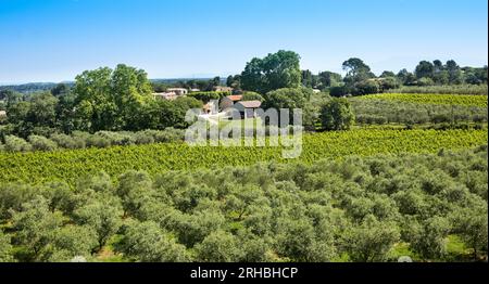 Winegrowingat e oliveto nella regione delle Alpilles a St Rémy de Provence. Buches du Rhone, Provenza, Francia. Foto Stock