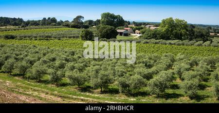 Winegrowingat e oliveto nella regione delle Alpilles a St Rémy de Provence. Buches du Rhone, Provenza, Francia. Foto Stock