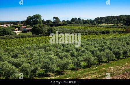 Winegrowingat e oliveto nella regione delle Alpilles a St Rémy de Provence. Buches du Rhone, Provenza, Francia. Foto Stock