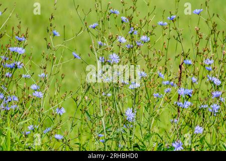 Foto orizzontale di splendidi fiori selvatici lungo la strada su una superstrada del Tennessee. Foto Stock
