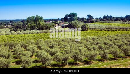 Winegrowingat e oliveto nella regione delle Alpilles a St Rémy de Provence. Buches du Rhone, Provenza, Francia. Foto Stock