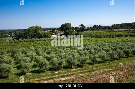 Winegrowingat e oliveto nella regione delle Alpilles a St Rémy de Provence. Buches du Rhone, Provenza, Francia. Foto Stock