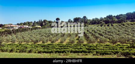 Winegrowingat e oliveto nella regione delle Alpilles a St Rémy de Provence. Buches du Rhone, Provenza, Francia. Foto Stock