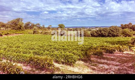 Winegrowingat nella regione delle Alpilles con vista su St Remy de Provence. Buches du Rhone, Provenza, Francia. Foto Stock