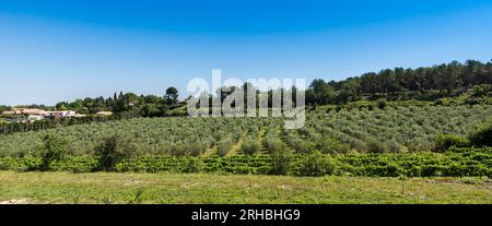 Winegrowingat e oliveto nella regione delle Alpilles a St Rémy de Provence. Buches du Rhone, Provenza, Francia. Foto Stock