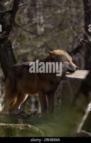 Un lupo in agguato su un tronco d'albero durante la caccia e in attesa che passino le prede. Un predatore bello ma pericoloso. Un animale da branco e raramente un solitario. Foto Stock