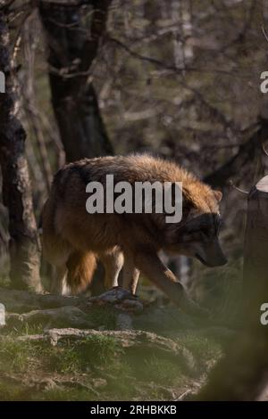 Un lupo in agguato su un tronco d'albero durante la caccia e in attesa che passino le prede. Un predatore bello ma pericoloso. Un animale da branco e raramente un solitario. Foto Stock