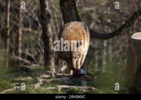 Un lupo in agguato su un tronco d'albero durante la caccia e in attesa che passino le prede. Un predatore bello ma pericoloso. Un animale da branco e raramente un solitario. Foto Stock