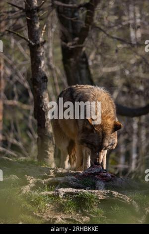 Un lupo in agguato su un tronco d'albero durante la caccia e in attesa che passino le prede. Un predatore bello ma pericoloso. Un animale da branco e raramente un solitario. Foto Stock