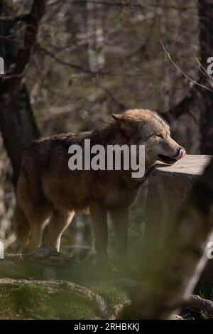 Un lupo in agguato su un tronco d'albero durante la caccia e in attesa che passino le prede. Un predatore bello ma pericoloso. Un animale da branco e raramente un solitario. Foto Stock