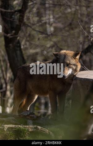 Un lupo in agguato su un tronco d'albero durante la caccia e in attesa che passino le prede. Un predatore bello ma pericoloso. Un animale da branco e raramente un solitario. Foto Stock