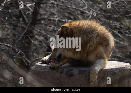 Un lupo in agguato su un tronco d'albero durante la caccia e in attesa che passino le prede. Un predatore bello ma pericoloso. Un animale da branco e raramente un solitario. Foto Stock