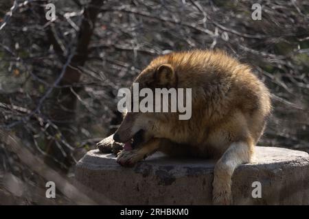 Un lupo in agguato su un tronco d'albero durante la caccia e in attesa che passino le prede. Un predatore bello ma pericoloso. Un animale da branco e raramente un solitario. Foto Stock