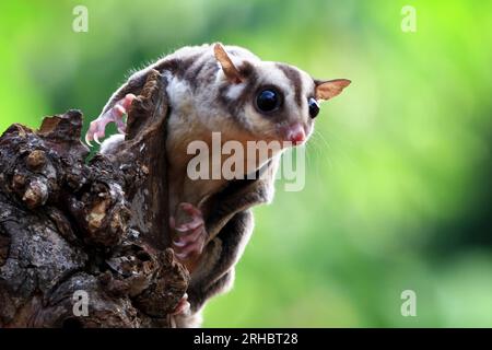 Primo piano di un aliante di zucchero (Petaurus breviceps) su un ramo, Indonesia Foto Stock