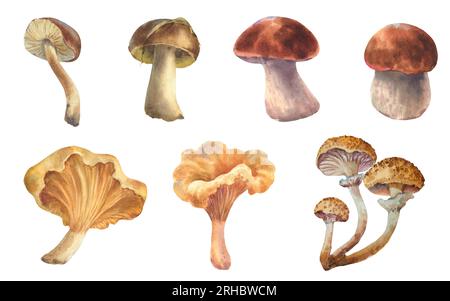 Set di illustrazioni acquerello funghi commestibili. Fungo Boletus, Chanterelle, grande fungo bianco, cucina gourmet vegetariana, illustrazione isolata Foto Stock
