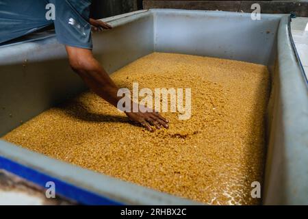 Bangkok, Thailandia. 15 agosto 2023. I semi di soia vengono essiccati prima di essere lavati e preparati per la fermentazione presso la fabbrica di salsa di soia artigianale Century Hao Yong Seng, a Khlong Bang Luang, comunità storica lungo il canale. (Immagine di credito: © Nathalie Jamois/SOPA Images via ZUMA Press Wire) SOLO USO EDITORIALE! Non per USO commerciale! Foto Stock