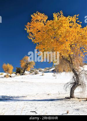Alberi di cottonwood autunnali e cottonwood distanti Foto Stock
