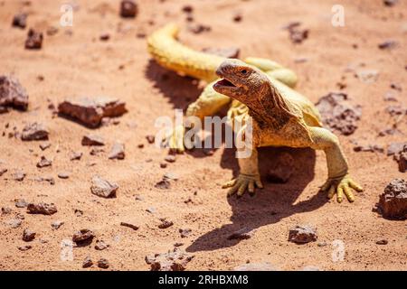 Lucertola dalla coda spinosa nel deserto, in Arabia Saudita Foto Stock