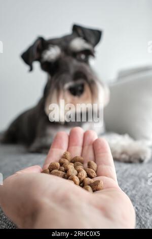 Simpatico cane Schnauzer in miniatura con pelliccia grigia in attesa del cibo da parte del proprietario Foto Stock