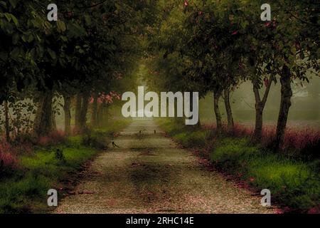 Uccelli su una strada alberata nella nebbia, Tortona, Alessandria, Piemonte, Italia Foto Stock