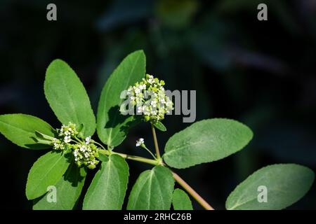 Euphorbia 'Diamond Frost' pianta con fiori bianchi (Euphorbia ipericifolia) Foto Stock