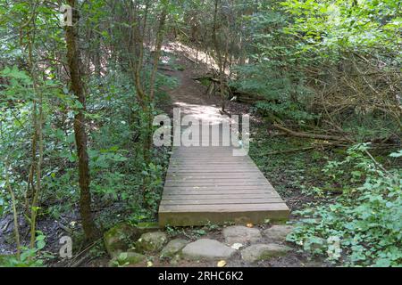 durante l'estate calda, la palude nella foresta si è seccata e il ponte che attraversa la palude sarà asciutto fino all'autunno. Foto Stock