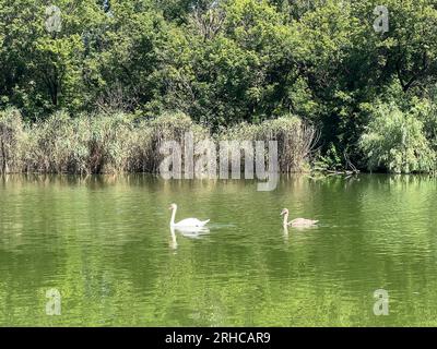 Cigni sul lago a Prospect Park, Brooklyn, New York. Foto Stock