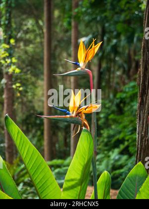 Fiori di Strelitzia appuntiti in gloriosa fioritura di arancio e blu, grandi foglie verdi illuminate dal sole Foto Stock