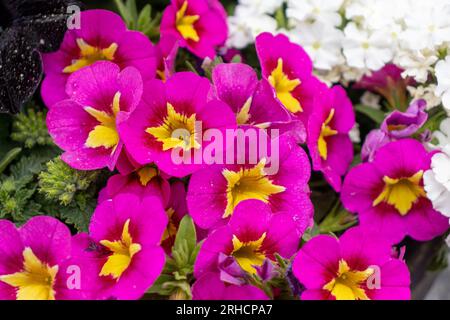 primrose con gocce d'acqua in piantatrice di legno - fiori rosa e giallo - sfondo verde sfocato Foto Stock