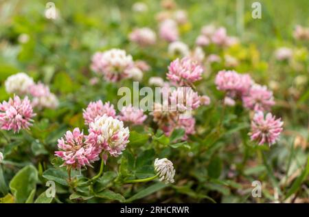 Un'immagine a basso angolo di fiori di trifoglio rosa e bianco - noto anche come trifolium repens - in un campo di erba verde - sfondo sfocato Foto Stock