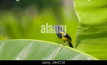 una oriole nera in costa rica Foto Stock