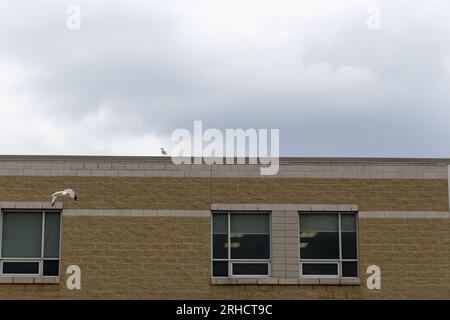 Gabbiano che vola di fronte all'edificio in mattoni beige - cielo grigio nuvoloso - uccello bianco con punte alari nere - finestra con pannelli bianchi Foto Stock