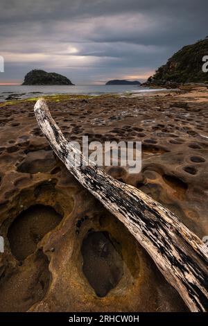 tronco di alberi caduti vicino all'isola di leoni e alla spiaggia di perle sulla costa centrale del new south wales Foto Stock